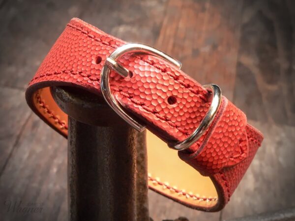 dog collar